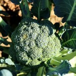 broccoli-992710_640